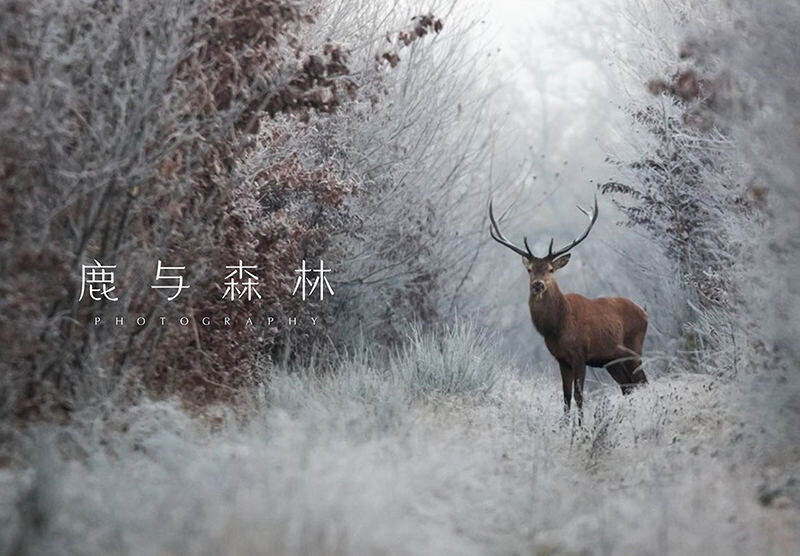鹿与森林摄影工作室logo设计标志