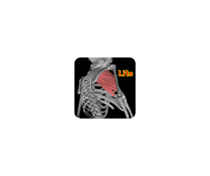 3D解剖学Lite ICON 图标LOGO